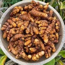 Brown Turmeric Root Seeds for Planting - 100 pcs