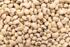 White Cattle Bean Seeds for Planting - heirloom & Non-GMO Seeds