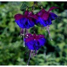 Heirloom Deep Blue Fuchsia Flower Seeds for Planting – Non-GMO, High Germination Organic Garden Seeds