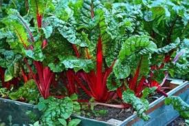 Rainbow Chard Seeds for Planting  heirloom & Non-GMO Seeds