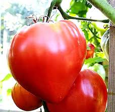 Pink Oxheart Tomato Seeds for Planting heirloom & Non-GMO Seeds