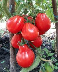 Truffle Balck Tomato Vegetable Seeds for Planting-Heirloom & Non-GMO Seeds for planting