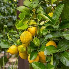 Lisbon Lemon Tree Seeds for Planting and Growing Fresh and Zesty Lemons at Home, Heirloom Seeds