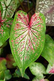 Caladium Bicolor Green Mix Flower Seeds for Planting 100 pcs