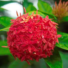 Red Ixora Flower Seeds for Planting - 100 pcs