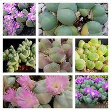 Mixed Gibbaeum Plant Seeds for Planting - 100 pcs