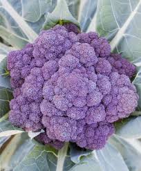 Early Purple Broccoli Seeds for Planting – Heirloom, Non-GMO Vegetable Seeds for Organic Home Gardens