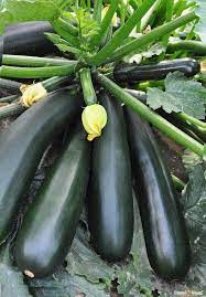 Green Zucchini Long Squash Seeds
