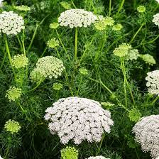 Blondeblomsterfrø til udplantning, 100 stk