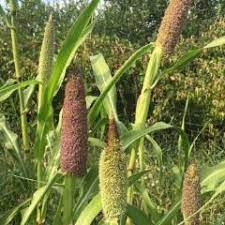 Pearl Millet Indian Blue Seeds for Planting – Heirloom, Non-GMO, High-Yield Millet Seeds for Grain and Fodder