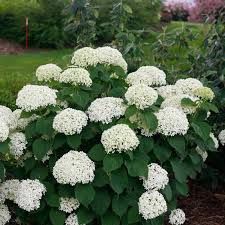 'Invincibelle Limetta' Hydrangea Flower Seeds for Planting - 100 pcs