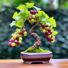 Black Grape Bonsai Seeds for Planting - A Stunning Miniature Fruit Tree for Indoor Spaces, Heirloom Seeds