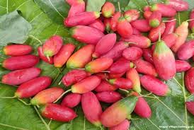 Pink Ivy Gourd Vegetable Seeds for Planting – Heirloom Non-GMO, High Germination Organic Garden Seeds