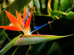 Strelitzia Reginae Plant Seeds for Planting - 100 pcs