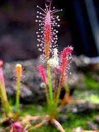 Blandede Drosera Chrysolepis plantefrø til udplantning - 100 stk