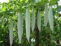 Snake Gourd Vegetable Seeds for Planting, 100 pcs