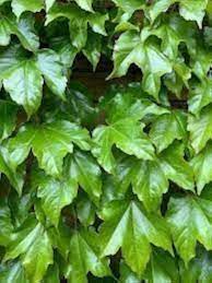 Green Boston Ivy Plant Seeds for Planting-Heirloom & Non-GMO Seeds for planting