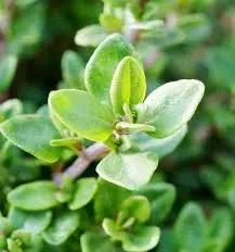 green thymus flower seeds