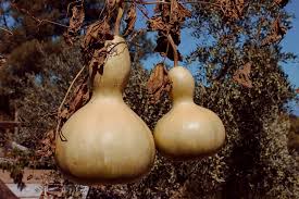 Brown Bottle Gourd Vegetable Seeds for Planting heirloom & Non-GMO Seeds