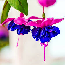 Heirloom Deep Blue Fuchsia Flower Seeds for Planting – Non-GMO, High Germination Organic Garden Seeds