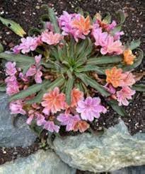 Blandede Lewisia Blomsterfrø til Have - 100 stk