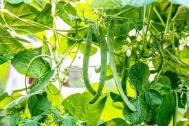 Venezia Bean Seeds for Planting