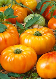 Orange Hybrid Tomato Vegetable Seeds for Planting –  100 pcs