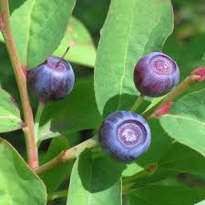 Mountain Huckleberry (Vaccinium membranaceum) Fruit Seeds for Planting – Heirloom Seeds