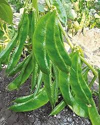 Broad Bean Seeds for Planting - 100 pcs