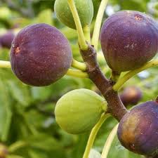 Sweet Fig Fruit Seeds for Planting - Growing Juicy Mediterranean Figs, Heirloom and GMO Free Seeds