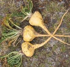 Maca Vegetable Seeds for Planting, heirloom & Non-GMO Seeds