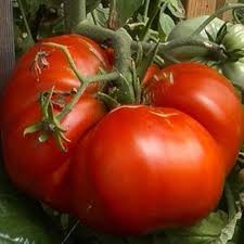 Beefsteak Tomatoes Seeds for Planting, Yellow and Red, 100 pcs