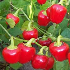 Red Mini Bell Pepper Vegetable Seeds for Planting-Heirloom & Non-GMO Seeds for planting