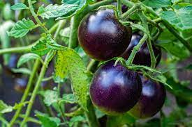 Purple Tomato Seeds for Planting - 100 pcs