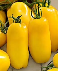 Yellow Banana Tomato Seeds for Planting heirloom & Non-GMO Seeds