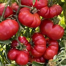 Red Santorini Tomato Seeds for Planting heirloom & Non-GMO Seeds