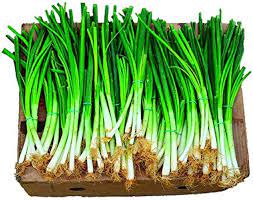 Green Fistulosum or Spring Onion Seeds for Planting heirloom & Non-GMO Seeds