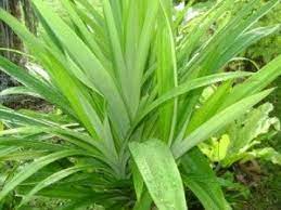 Pandan Seeds for Planting,Tropical Gardens -Heirloom & Non-GMO Seeds