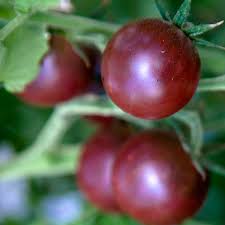 Burgundy Tomato Vegetable Seeds for Planting, heirloom & Non-GMO Seeds