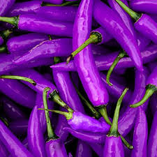 Purple Chili Vegetable Seeds for Planting heirloom & Non-GMO Seeds