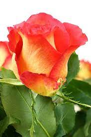 Yellow Light Red Rose Flower Seeds for Planting 100 pcs