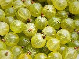 European Gooseberries (Ribes uva-crispa) Gooseberry Fruit Seeds for Planting - Naturally Rich in Vitamin C Fruit