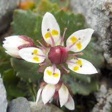 Saxifraga Stellaris Blomsterfrø til udplantning, 100 stk