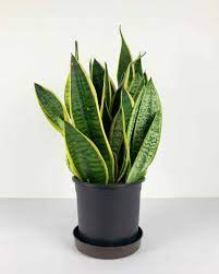 Green Snake Plant Seeds for Planting - 100 pcs