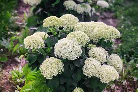 'Invincibelle Limetta' Hortensia Blomsterfrø til udplantning - 100 stk.