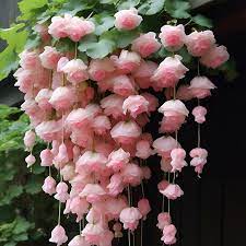 Baby Pink Weeping Forsythia Flower Seeds for Garden Planting - 100 pcs