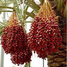 Medjool Date Palm Seeds for Planting – Heirloom, Non-GMO, Sweet Fruit Tree for Home Garden & Tropical Landscapes