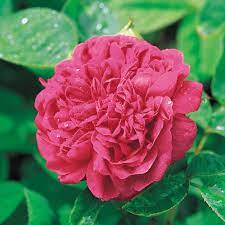 Red Light Pink Climbing Rose Flower Seeds for Planting 100 pcs