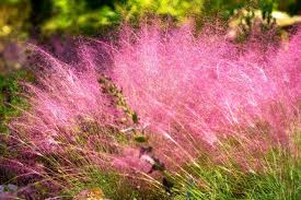 Purple Hairawn Muhly Plant Seeds for Planting - 100 pcs