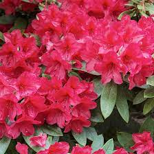 Heirloom Red Azalea Rhododendron Flower Seeds for Planting –  Non-GMO Garden Seeds